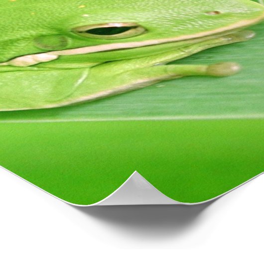 Afbeelding van een Poster van de boomkikker (Hoek)