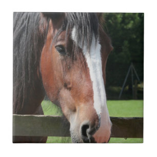 Afbeelding van een Quarter Horse Tile of Trivet Tegeltje