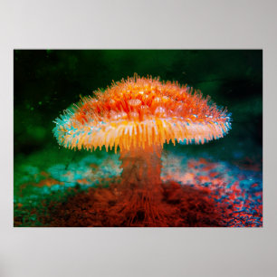 Afbeelding van een Wilde Paddenstoel aan de Oceaan Poster