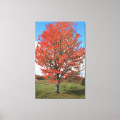 Afbeelding van gele herfst maple tree canvas afdruk (Voorkant)