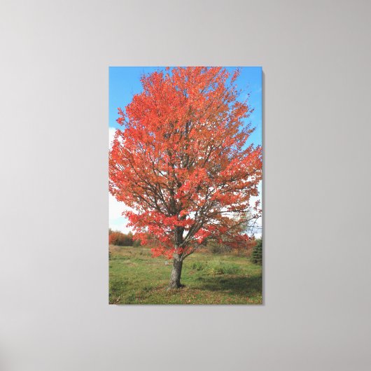 Afbeelding van gele herfst maple tree canvas afdruk (Voorkant)