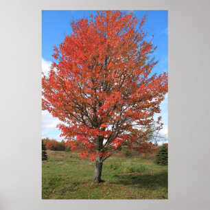 Afbeelding van gele herfst maple tree poster