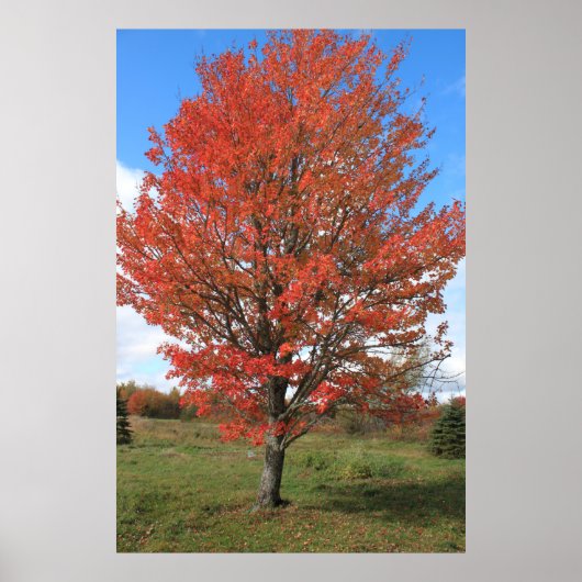 Afbeelding van gele herfst maple tree poster (Voorkant)