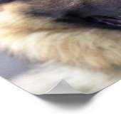 Afbeelding van het Duitse Poster Shepherd (Hoek)