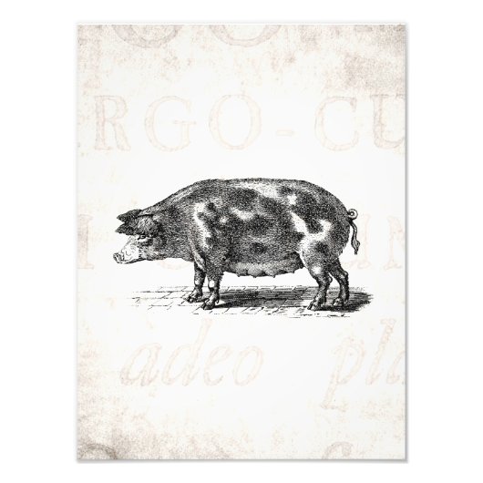  afbeelding van hog op oud papier 1800s Pig Foto Afdruk (Voorkant)