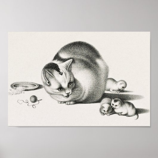  afbeelding van katten poster (Voorkant)