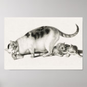 afbeelding van katten poster (Voorkant)
