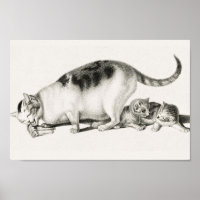  afbeelding van katten