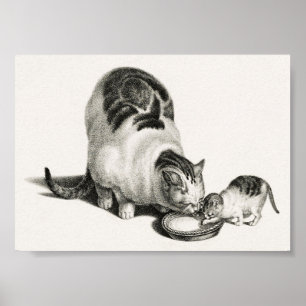  afbeelding van katten poster