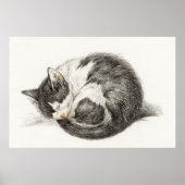 afbeelding van katten poster (Voorkant)