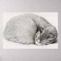 afbeelding van katten