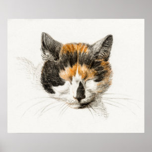 afbeelding van katten poster