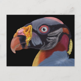 Afbeelding van King Vulture Briefkaart