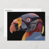 Afbeelding van King Vulture Briefkaart (Voorkant / Achterkant)