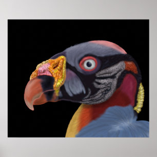 Afbeelding van King Vulture Poster