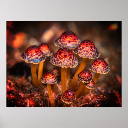 Afbeelding van kleine wilde paddenstoelen op oceaa poster (Voorkant)
