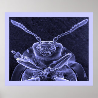 Afbeelding van lebbengel - Scaningelektronenmicros Poster