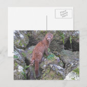 Afbeelding van Mink Briefkaart (Voorkant / Achterkant)