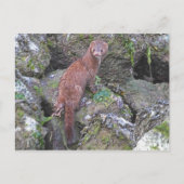 Afbeelding van Mink Briefkaart (Voorkant)