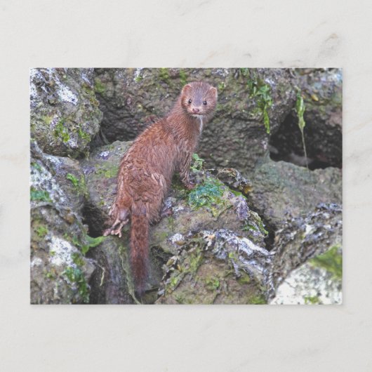 Afbeelding van Mink Briefkaart (Voorkant)