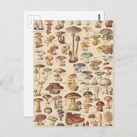 afbeelding van paddenstoelen briefkaart (Voorkant / Achterkant)