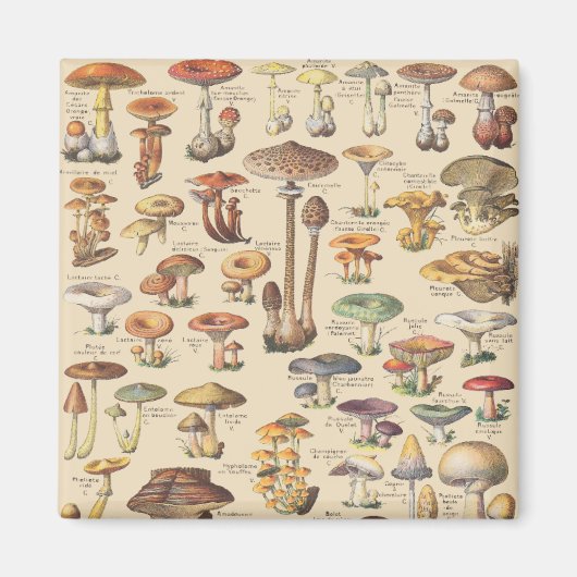 afbeelding van paddenstoelen magneet (Voorkant)