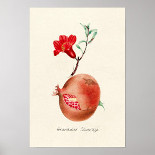 afbeelding van Pomegranaat Poster