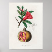  afbeelding van Pomegranaat Poster (Voorkant)
