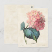 afbeelding van roze hydrangea briefkaart (Voorkant / Achterkant)