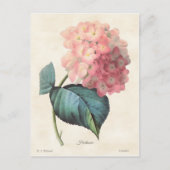  afbeelding van roze hydrangea briefkaart (Voorkant)