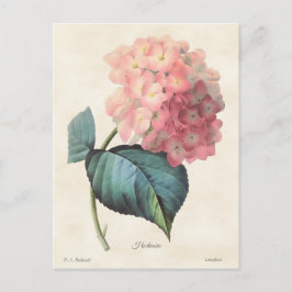afbeelding van roze hydrangea briefkaart