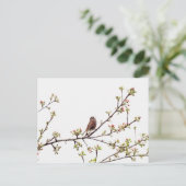 Afbeelding van Sparrow Singing in Flowering Tree Briefkaart (Staand voorkant)