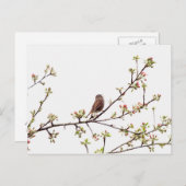 Afbeelding van Sparrow Singing in Flowering Tree Briefkaart (Voorkant / Achterkant)