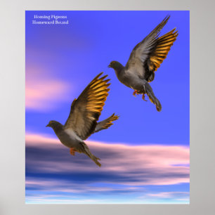 Afbeelding van trekduif voor Poster