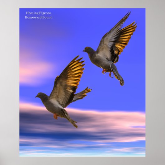 Afbeelding van trekduif voor Poster (Voorkant)