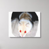 Afbeelding van witte en blonde albino hamster canvas afdruk (Voorkant)