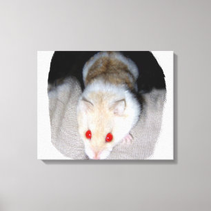 Afbeelding van witte en blonde albino hamster canvas afdruk