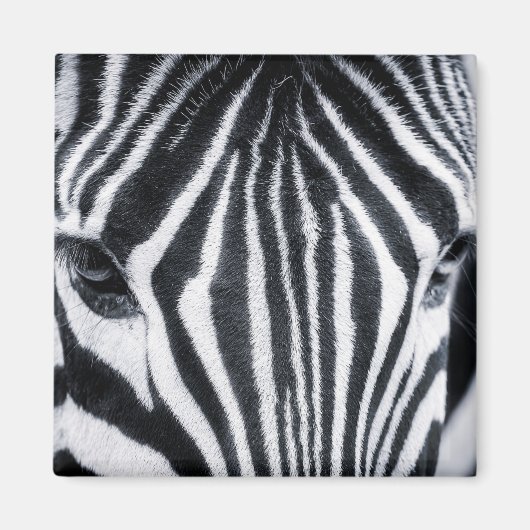afbeelding van zebra magneet (Voorkant)