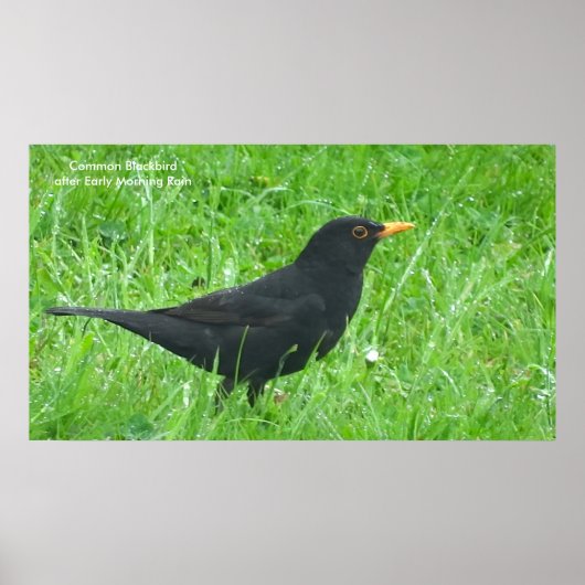 Afbeelding van zwarte vogels voor poster (Voorkant)