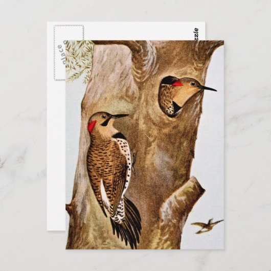  Afbeelding voor vogels Briefkaart (Voorkant / Achterkant)