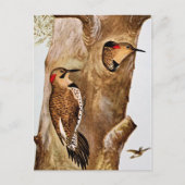  Afbeelding voor vogels Briefkaart (Voorkant)