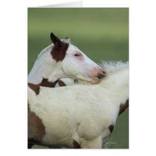 Afbeeldingen afspelen