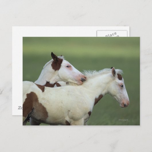 Afbeeldingen afspelen briefkaart (Voorkant / Achterkant)