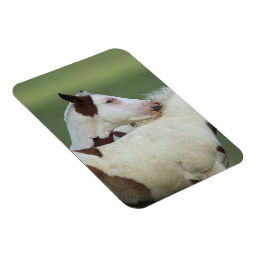 Afbeeldingen afspelen magneet (Rechterzijde)