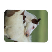 Afbeeldingen afspelen magneet (Horizontaal)