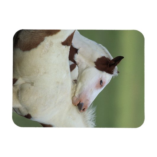 Afbeeldingen afspelen magneet (Horizontaal)