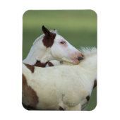 Afbeeldingen afspelen magneet (Verticaal)