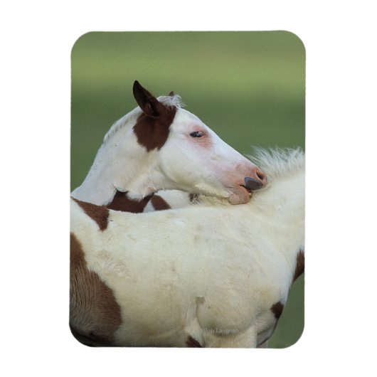 Afbeeldingen afspelen magneet (Verticaal)