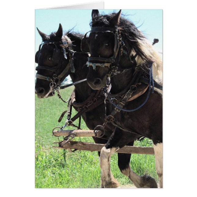 Afbeeldingen op het werk in pinto (Voorkant)