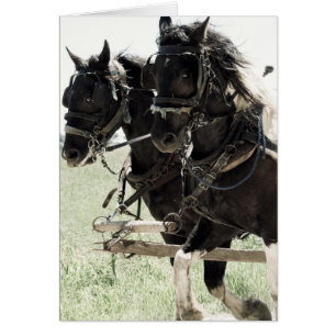 Afbeeldingen op het werk in pinto